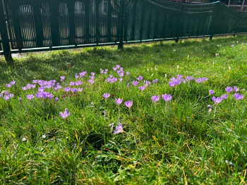 Beginning of the Spring Season in Reading at Reading, Berkshire, England, United Kingdom on Feb 10, 2024