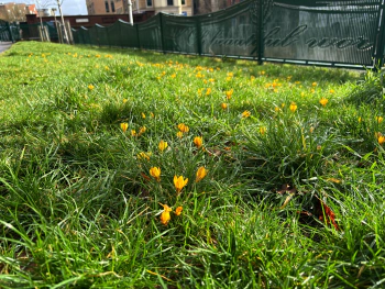 Beginning of the Spring Season in Reading at Reading, Berkshire, England, United Kingdom on Feb 10, 2024