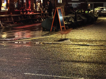 Photos of the Week: A Fox in London at Wynyatt St, London EC1V 4PA on Jan 24, 2026