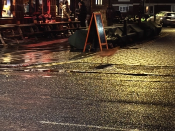 Photos of the Week: A Fox in London at Wynyatt St, London EC1V 4PA on Jan 24, 2026