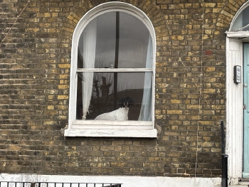 Dog gazing out of an arched window, dreaming of its next walk, Islington