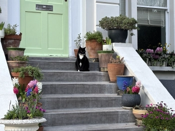 Tuxedo cat on sentry duty at a flower-filled doorstep, Islington